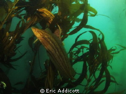 Kelpfish, taken freediving with Canon S95 in Recsea housing. by Eric Addicott 